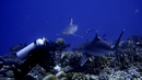 Топ 5 велики водолазни приключения - Най-добро за: гмуркане с акули