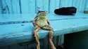 Жаба стои на пейка и хич не й пука (видео)