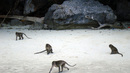 Плажът на нахалните маймуни