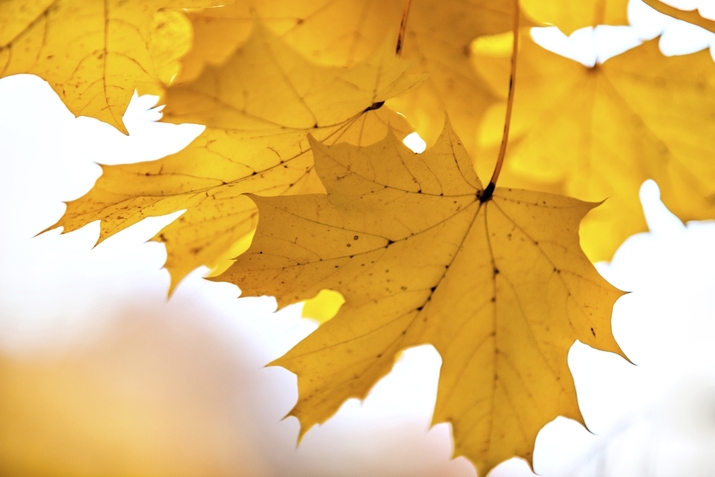 10 красиви мисли за есента