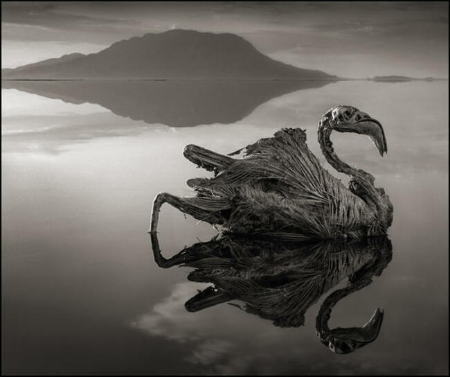 Езерото на мъртвите птици в Танзания