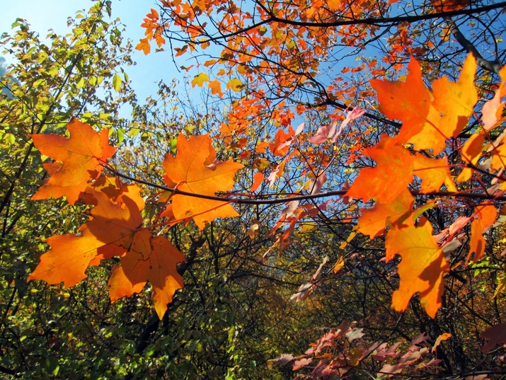 Вазовата екопътека в цветовете на есента (фотогалерия)