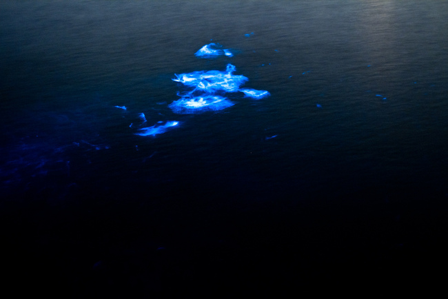 5 места, където водата свети нощем - Ловуващи делфини, Клермонт
