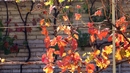 Удивителната есен в Югозападна България - Есен на Рупите
