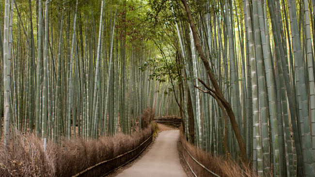 15 сюрреалистични места, които да видите в живота си - Бамбуковите гори в Киото, Япония