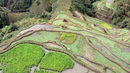 Фото сряда: Оризовите тераси на Банауе
