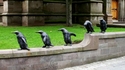 Българската следа при шотландските пингвини