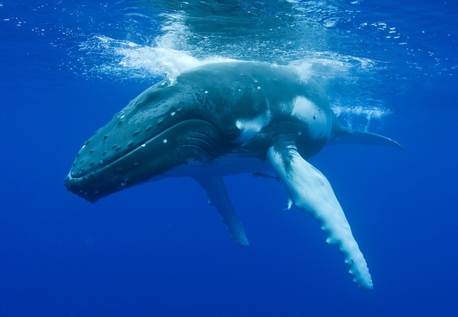 Пътешествие до Нова Зеландия на гърба на кит