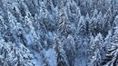 Банско: Ски, кънки и други зимни забавления - Иглолистна гора край Банско