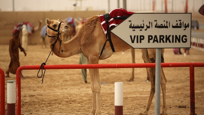 10 неочаквани снимки на камили