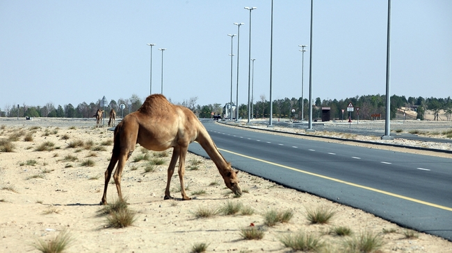 10 неочаквани снимки на камили - Камила край шосето