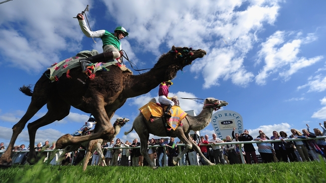 10 неочаквани снимки на камили - Английско надбягване с камили