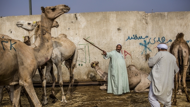 10 неочаквани снимки на камили - Пазар за камили в Гиза