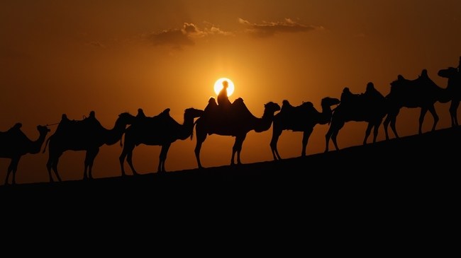 10 неочаквани снимки на камили - Китайски камили