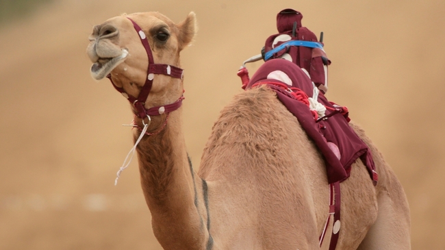10 неочаквани снимки на камили - Жокей-робот