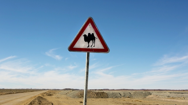 10 неочаквани снимки на камили - Внимание, камили!