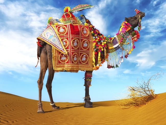 Пушкар – Индия, камили и едно свещено езеро