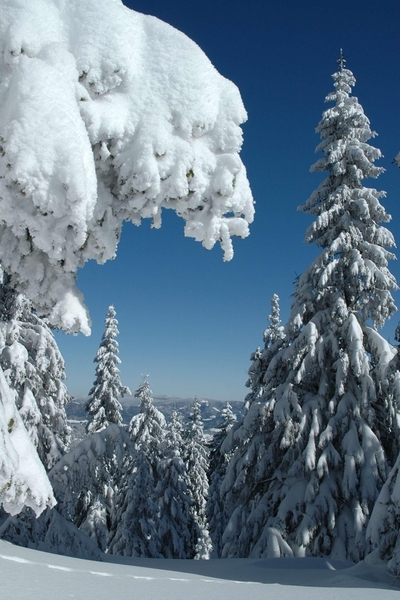 20 прекрасни зимни снимки от България - Смолянско