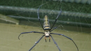 10-те най-страшни гадини в света - 2. Златният паяк кълботъкач