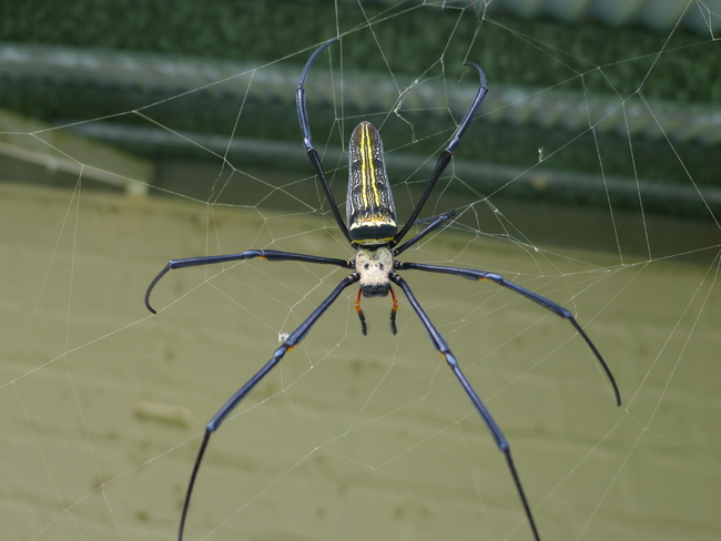 10-те най-страшни гадини в света - 2. Златният паяк кълботъкач