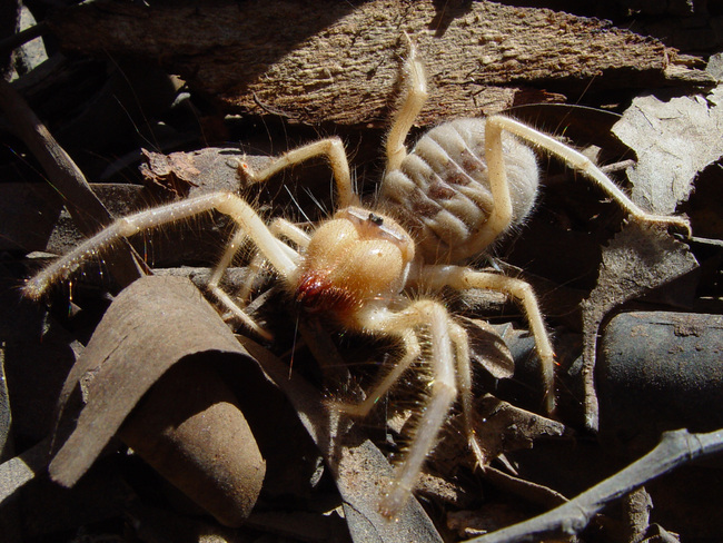 10-те най-страшни гадини в света - 7. Камилски паяци