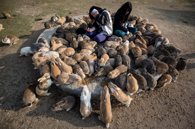 Островът на пухкавите зайчета (фотогалерия)