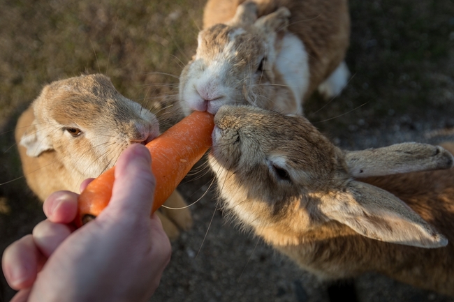 Островът на пухкавите зайчета (фотогалерия)
