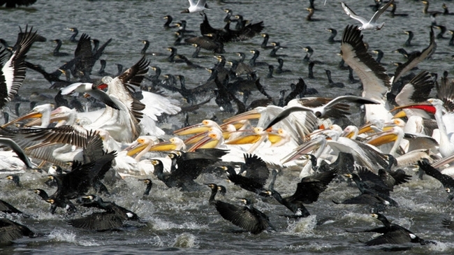 Езерото Керкини – на разходка при птиците