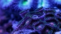 Най-странно красивите кадри от коралов риф (видео)