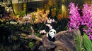 Невероятните приключения на една пътуваща плюшена панда - Индонезия