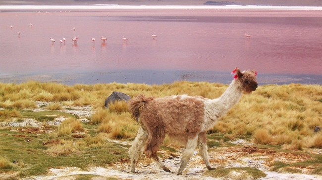 Най-странните езера в света (фотогалерия) - Лагуна Колорада, Боливия