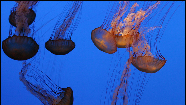 Най-странните езера в света - част 2 - Езерото на медузите, Палау