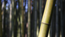 Шумоленето на най-прочутата бамбукова гора в света