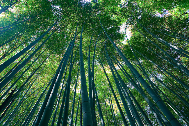 Шумоленето на най-прочутата бамбукова гора в света