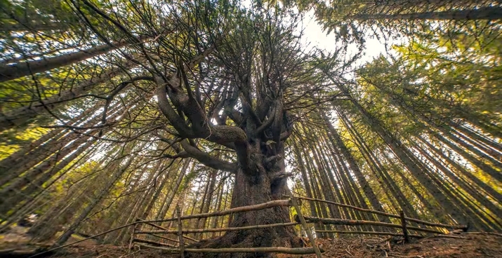 Вековното смърчово дърво с 23 върха на име Чепеларските юнаци