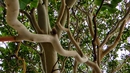 Ягодовото дърво в село Долно Луково