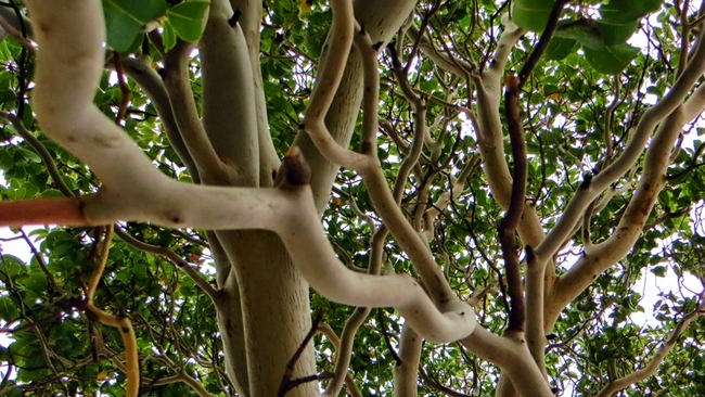Ягодовото дърво в село Долно Луково