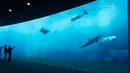 Аквариумът в Генуа – (под)водно пътешествие