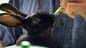 Япония и кафенетата със зайчета за гушкане