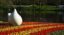 Кукенхоф: Приказните градини с лалета в Холандия