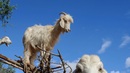 Мароканските кози са... по дърветата