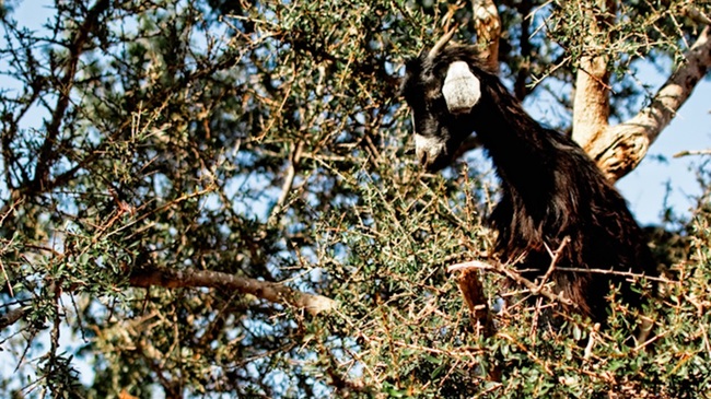 Мароканските кози са... по дърветата