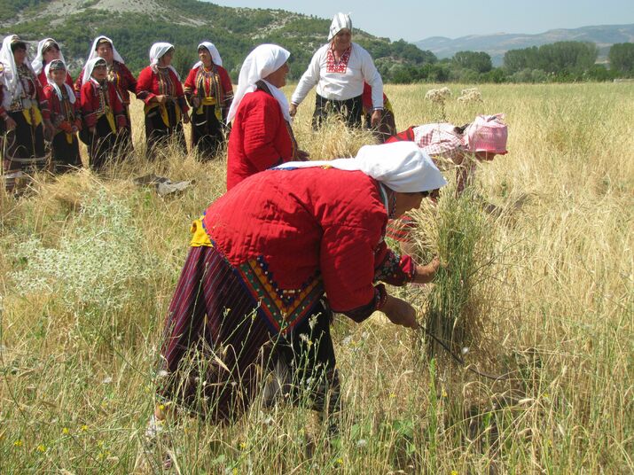 Жътва на лимец в село Лимец
