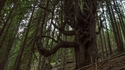Вековното смърчово дърво с 23 върха на име Чепеларските юнаци
