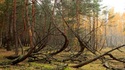 Пияната гора в Русия