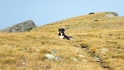 Уроци по пътя – планинска среща с кучето Манчо
