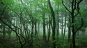 Норвегия е първата страна, която забрани обезлесяването