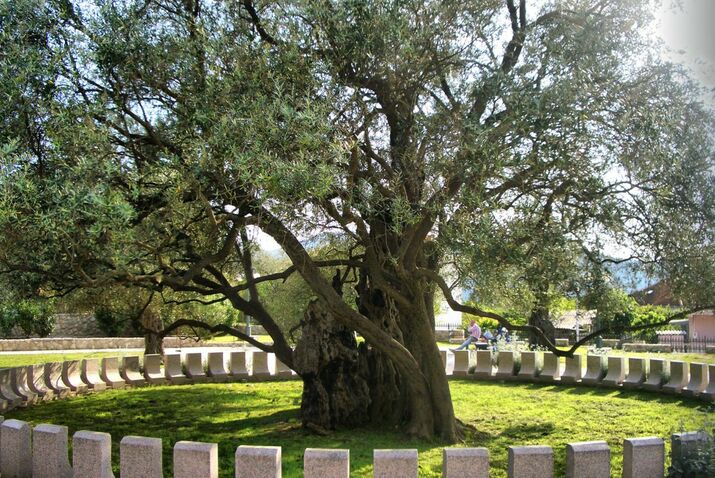 Стара Маслина – 2000 годишно дърво в Черна гора
