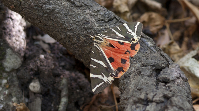 Долината на пеперудите на Родос