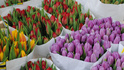 В Деня на лалето си набери цветя в центъра на Амстердам